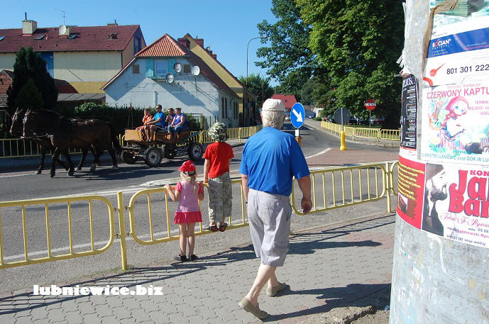 lubniewice horses Pferde konie