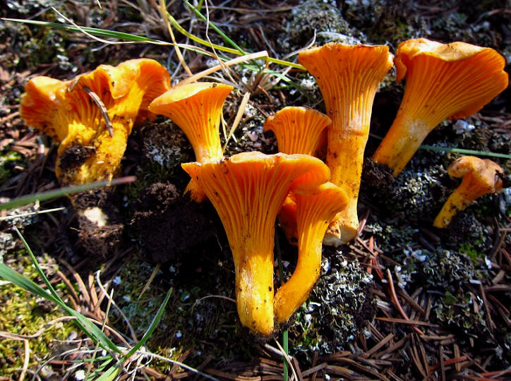 mushrooms poland